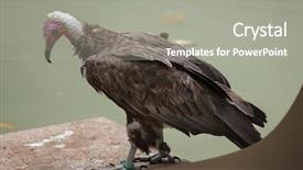  Presentation with wildlife - Slide set enhanced with hooded-vulture-necrosyrtes-monachus-wildlife background and a gray colored foreground