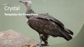  Presentation with wildlife - Slide deck with hooded-vulture-necrosyrtes-monachus-wildlife background and a gray colored foreground