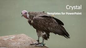  Presentation with wildlife - Slide set having hooded-vulture-necrosyrtes-monachus-wildlife background and a gray colored foreground