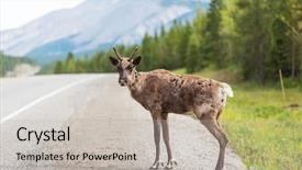  Presentation with canada - Beautiful slide deck featuring hoof - caribou on klondike highway yukon backdrop and a light gray colored foreground