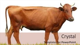  Presentation with animal cow - Audience pleasing theme consisting of hoof - cow on white background farm backdrop and a red colored foreground
