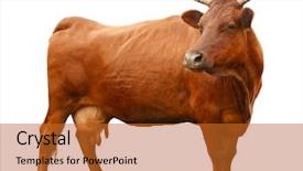  Presentation with animal cow - Presentation theme having hoof - cow on white background farm background and a red colored foreground