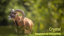  Presentation with european union law - Presentation design featuring hoof - european mouflon ovis orientalis musimon background and a tawny brown colored foreground