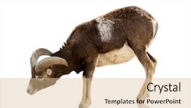  Presentation with background - Cool new slide deck with hoof - goat on white background backdrop and a coral colored foreground