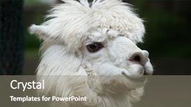  Presentation with domestic animal - Audience pleasing PPT theme consisting of hoof - llama lama glama domestic animal backdrop and a gray colored foreground