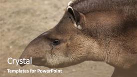  Presentation with music south america - Cool new presentation with hoof - south american tapir tapirus terrestris backdrop and a coral colored foreground
