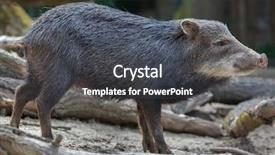  Presentation with white relativity theory - Presentation design consisting of hoof - southern white-lipped peccary tayassu pecari background and a dark gray colored foreground