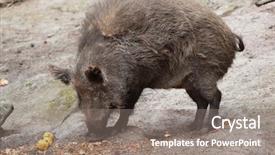  Presentation with wild boar sus scrofa - Amazing slide set having hoof - wild boar sus scrofa wildlife backdrop and a gray colored foreground