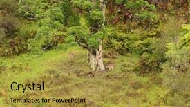  Presentation with new zealand - Presentation enhanced with hoof - wild fallow deer feeding background and a gold colored foreground