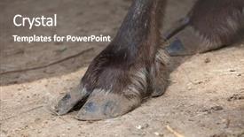  Presentation with domestic animal - Cool new slides with hoof of domestic reindeer rangifer backdrop and a gray colored foreground