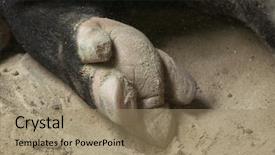  Presentation with buffalo hoof print - Presentation design with hoof of the malayan tapir background and a coral colored foreground