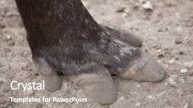  Presentation with music south america - Beautiful PPT theme featuring hoof of the south american backdrop and a gray colored foreground