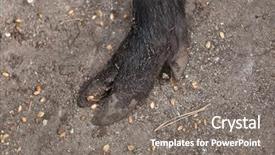  Presentation with wild boar sus scrofa - PPT layouts enhanced with hoof of the wild boar background and a gray colored foreground