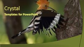  Presentation with chicks - Presentation design featuring hoopoe-bird-bringing-insect-ti background and a tawny brown colored foreground