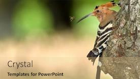  Presentation with chicks - Slide deck having hoopoe-bird-bringing-insect background and a lemonade colored foreground