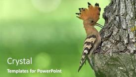  Presentation with chicks - PPT theme enhanced with hoopoe-bird-bringing-insect background and a seafoam green colored foreground