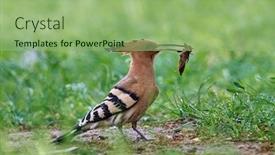  Presentation with chicks - Presentation consisting of hoopoe-bird-bringing-insect background and a seafoam green colored foreground
