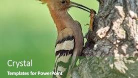  Presentation with chicks - Theme consisting of hoopoe-bird-bringing-insect background and a seafoam green colored foreground