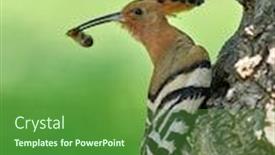  Presentation with chicks - Beautiful PPT theme featuring hoopoe-bird-bringing-insect backdrop and a tawny brown colored foreground