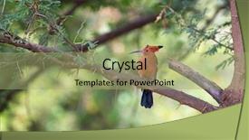  Presentation with kenya - Audience pleasing slide set consisting of hoopoe upupa africana perched backdrop and a mint green colored foreground