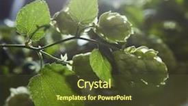  Presentation with leaves - Audience pleasing PPT theme consisting of hop-cones-with-leaves backdrop and a tawny brown colored foreground