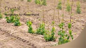 Presentation with czech republic - Beautiful slide set featuring hop-field-early-spring-time backdrop and a coral colored foreground