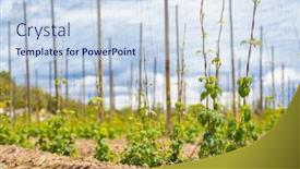  Presentation with czech republic - PPT theme featuring hop-field-early-spring-time background and a sky blue colored foreground