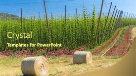  Presentation with region - Audience pleasing theme consisting of hop-field-in-zatec-region backdrop and a tawny brown colored foreground
