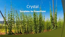  Presentation with czech republic - Slides having hop-field-in-zatec-region background and a teal colored foreground