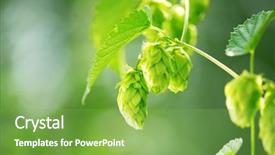  Presentation with growing - Slide deck enhanced with hop plant close up growing background and a seafoam green colored foreground