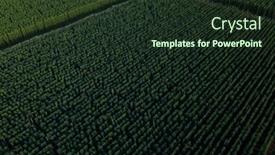  Presentation with hops - Presentation design featuring hops-being-grown background and a tawny brown colored foreground