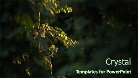  Presentation with hops - Cool new PPT theme with hops-being-grown backdrop and a wine colored foreground