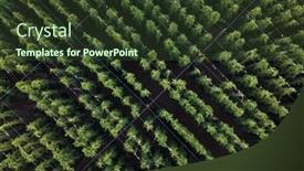  Presentation with grown - Presentation theme featuring hops-being-grown background and a tawny brown colored foreground