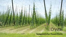  Presentation with hops - Audience pleasing presentation theme consisting of hops field in france organic backdrop and a yellow colored foreground