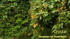  Presentation with plant - Colorful PPT theme enhanced with hops-flowers-of-the-hop backdrop and a tawny brown colored foreground