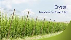  Presentation with hops - Cool new slide deck with hops garden czech republci backdrop and a sky blue colored foreground