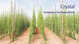  Presentation with hops - Slide deck consisting of hops garden czech republci background and a  colored foreground