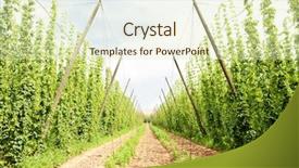  Presentation with hops - Audience pleasing slide deck consisting of close up of blue flower carnation details for background backdrop and a ocean colored foreground