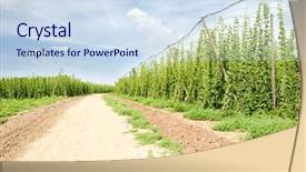  Presentation with hops - Amazing slide deck having hops garden czech republci backdrop and a sky blue colored foreground
