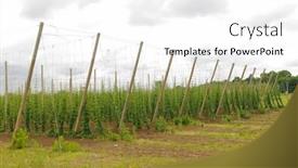  Presentation with hops - Amazing slide set having hops growing on trellised vines in southern michigan backdrop and a white colored foreground