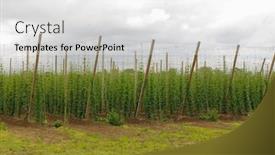  Presentation with hops - Presentation design consisting of hops growing on trellised vines in southern michigan background and a white colored foreground