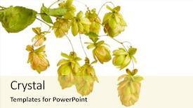  Presentation with beautiful green - Slide set consisting of hops plant - beautiful green hop isolated background and a yellow colored foreground