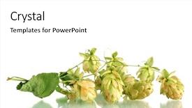  Presentation with beautiful green - Cool new slide set with hops plant - beautiful green hop isolated backdrop and a  colored foreground