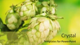  Presentation with ayurveda green - PPT theme having hops plant - beautiful green hop on green background and a yellow colored foreground
