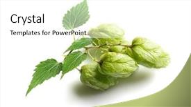  Presentation with judicial branch - Theme enhanced with hops plant - branch of hop on white background and a  colored foreground