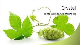  Presentation with fall leaves border white - Theme featuring hops plant - detail of hop cone background and a white colored foreground