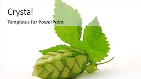 Presentation with leafy vegetables single - PPT theme consisting of hops plant - detail of single hop cone background and a white colored foreground