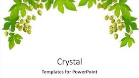  Presentation with fresh water splash green apple isolated white - Amazing slides having hops plant - frame with fresh hop branches backdrop and a white colored foreground