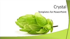  Presentation with history earth globe isolated white - Cool new presentation theme with hops plant - hop cone isolated on white backdrop and a white colored foreground