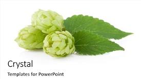  Presentation with plant - Cool new PPT theme with hops plant - hop isolated on white background backdrop and a white colored foreground